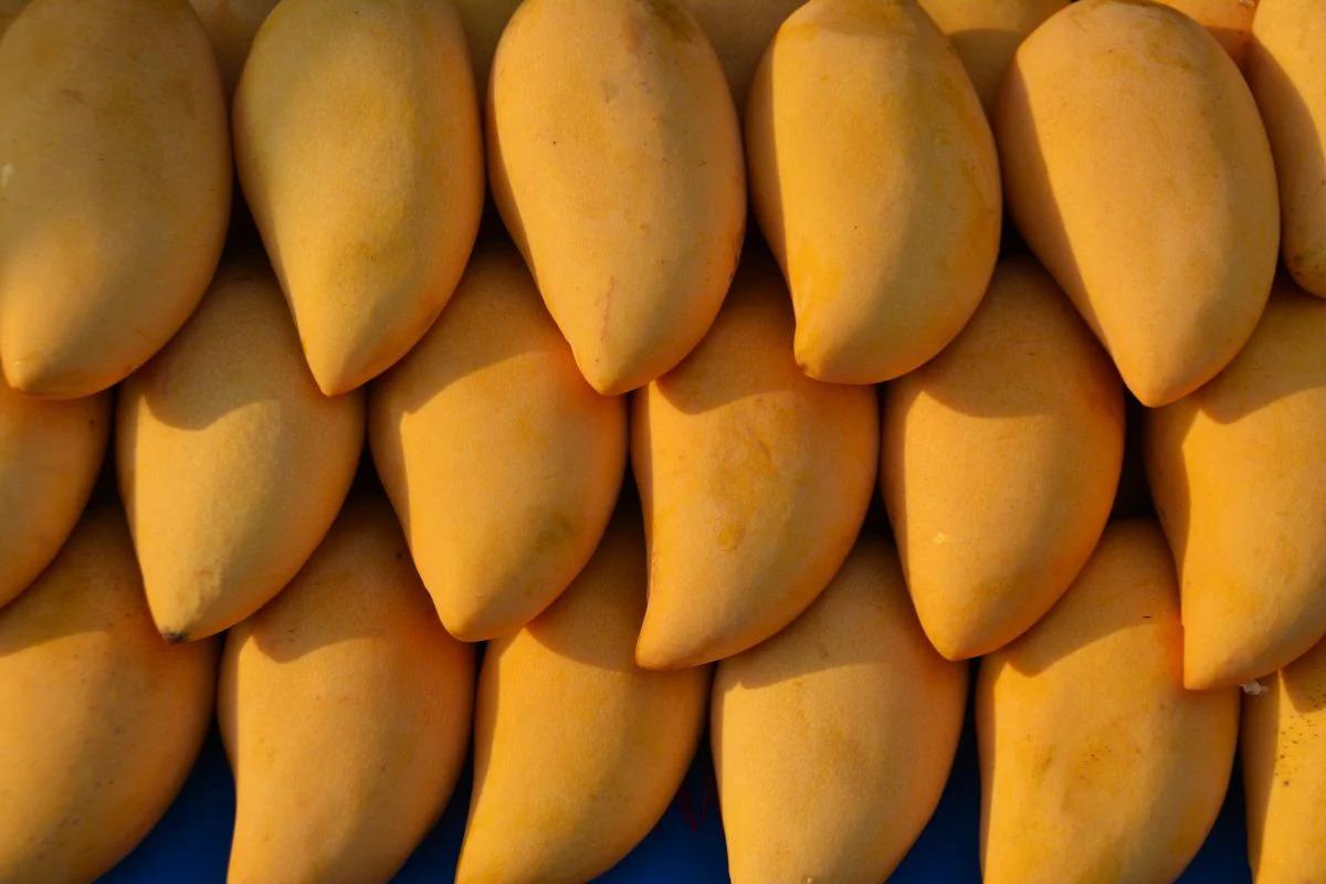 Fresh Mango Price In Pakistan