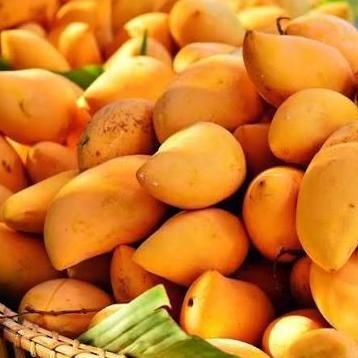Buy Export Qualit Chaunsa Mango
